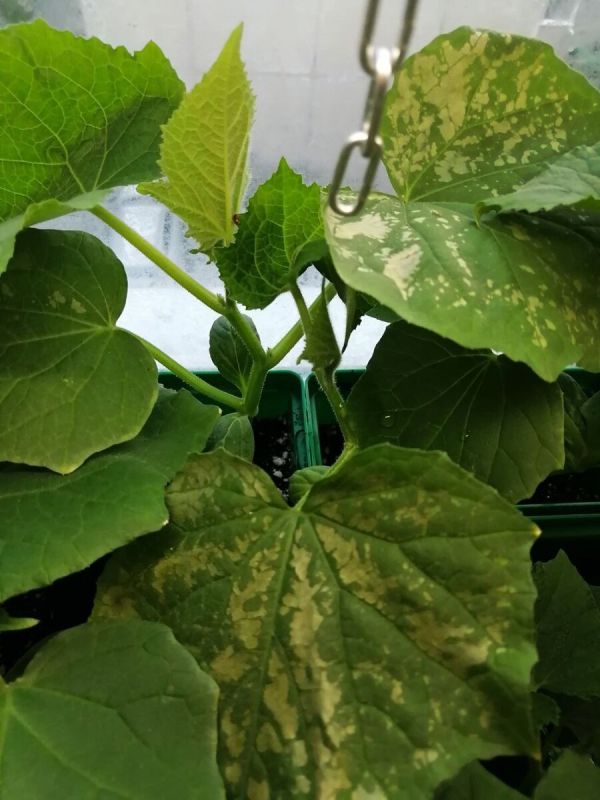 Огурцы в бедственном положении: как предотвратить пятна на листьях