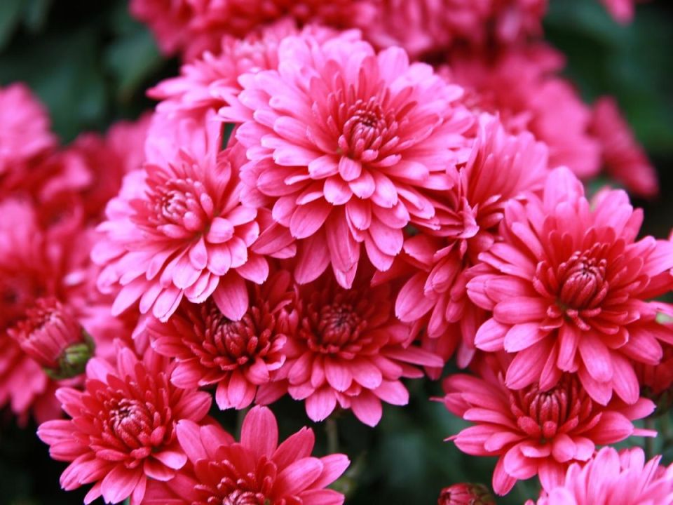 Тайные враги вашего цветника: комбинации растений, которые стоит избегать