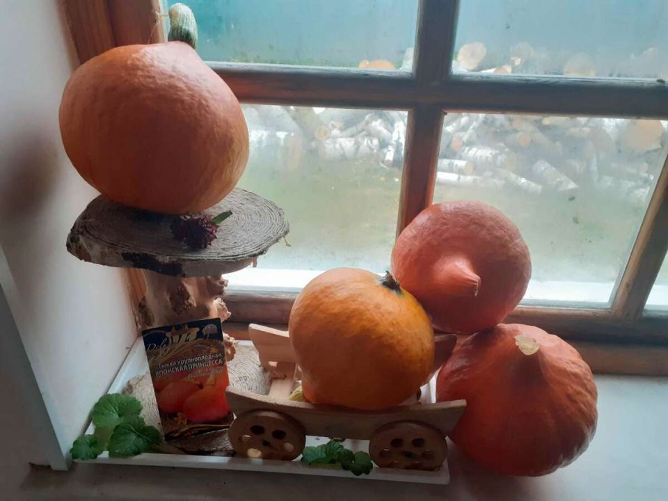 Тыква 'Японская принцесса': преобразование кулинарных традиций и удивительный урожай