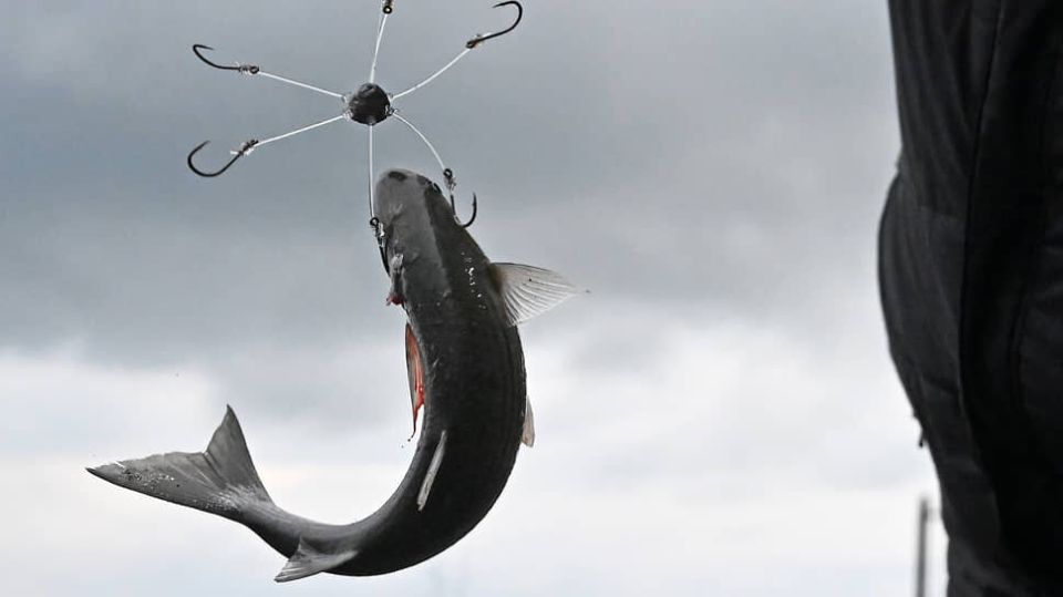 Сенаторы проиграли битву за рыболовный бизнес: федеральные власти против привязки к регионам