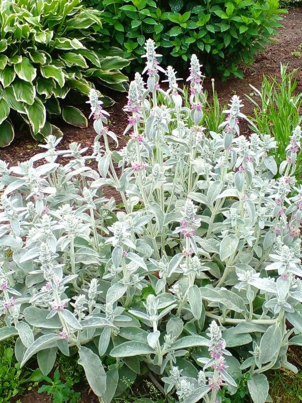 Чистец шерстистый: нежный уют вашего сада без лишних забот