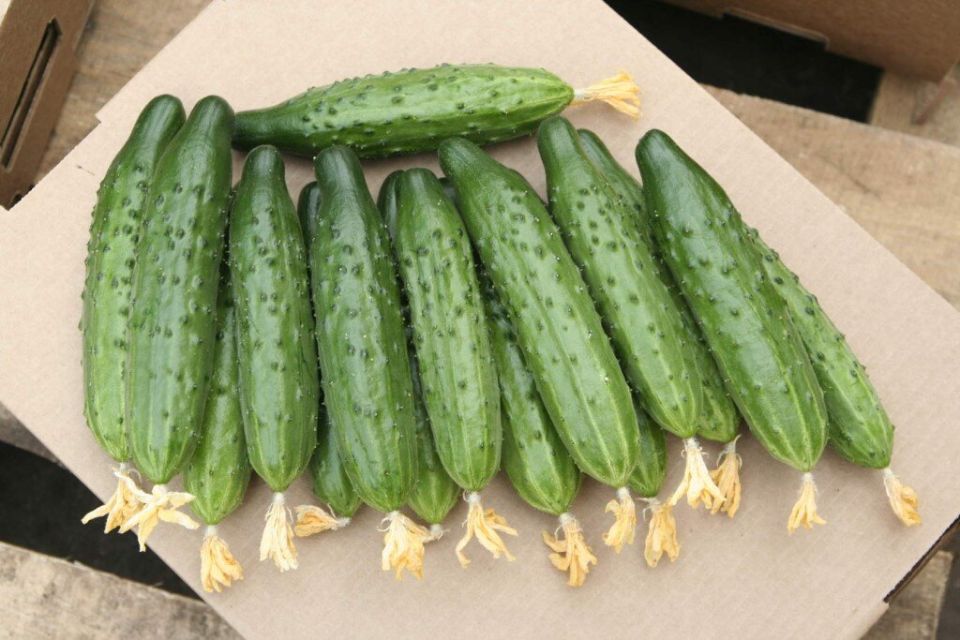 Выбор идеальных сортов огурцов для успешного урожая