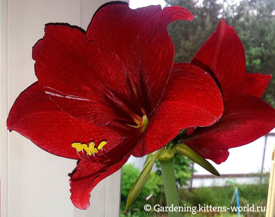 Огни Рождества: Уход за гиппеаструмом