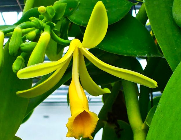 Ваниль: от тропической лианы до роскошной пряности