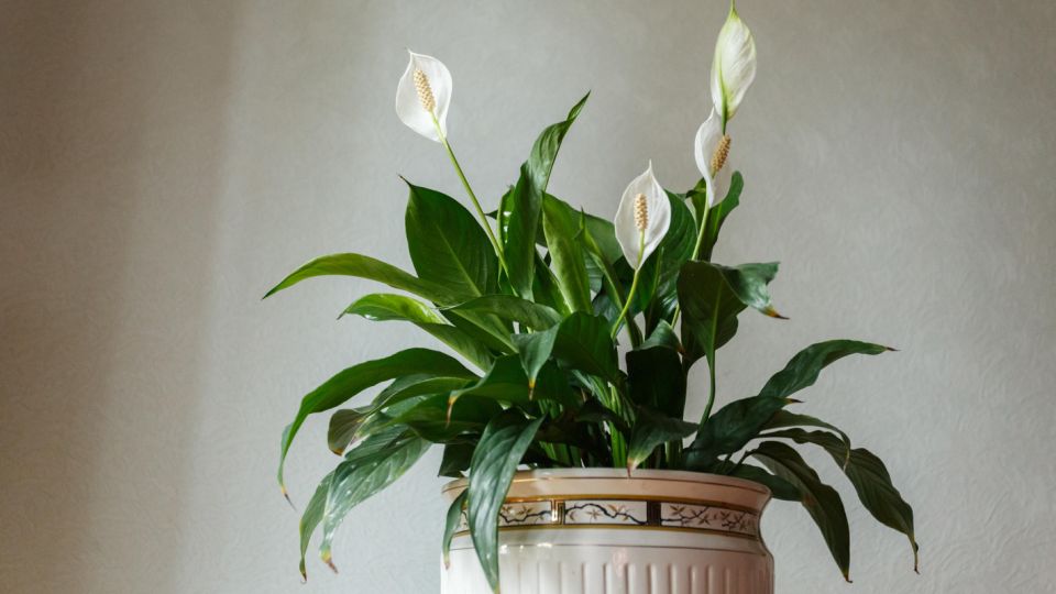 Зеленые цветы «кричат» о проблемах: спасайте пока не поздно «женское счастье»