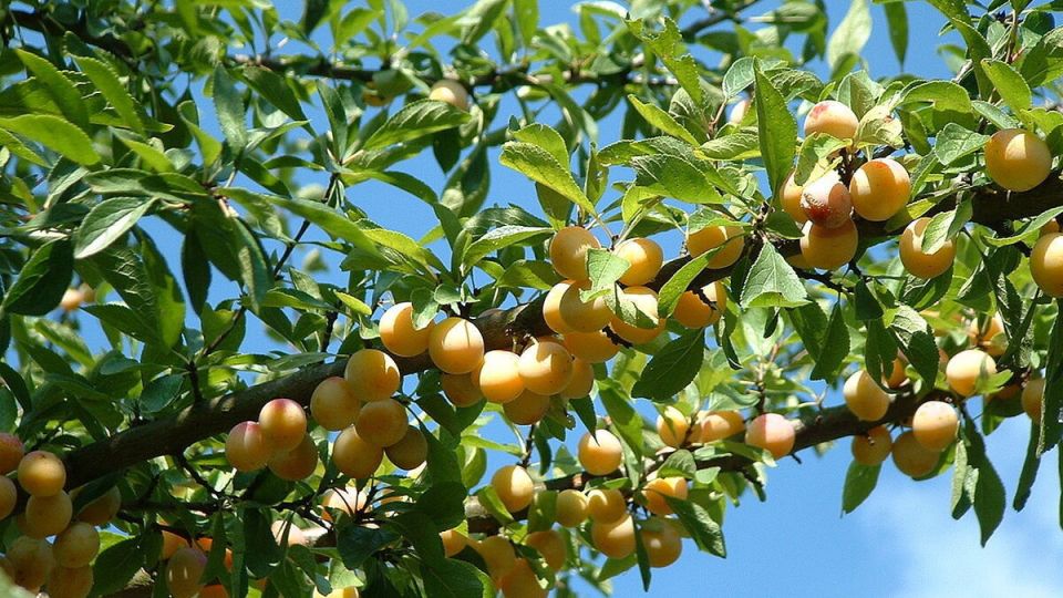 Слива или алыча: Что выбрать для вашего сада?