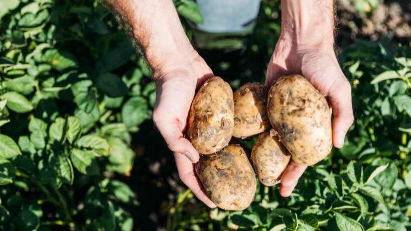 Как правильный полив картофеля может гарантировать щедрый урожай