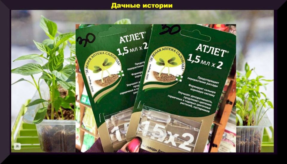 Как «Атлет» помогает рассаде стать крепче: секреты успешного роста