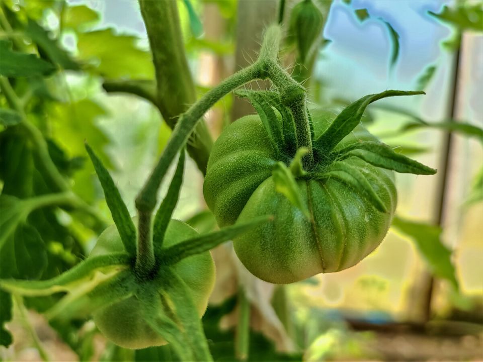 Необычные советы по уходу за томатами: что на самом деле приносит вред