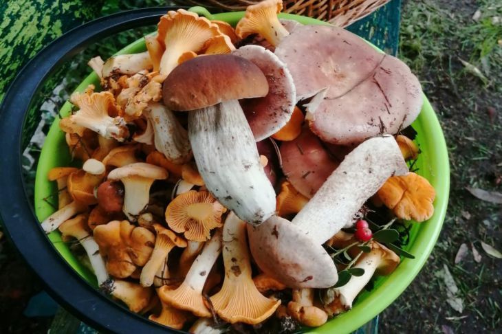 Никогда не мойте грибы так: как спасти блюдо от водянистой катастрофы