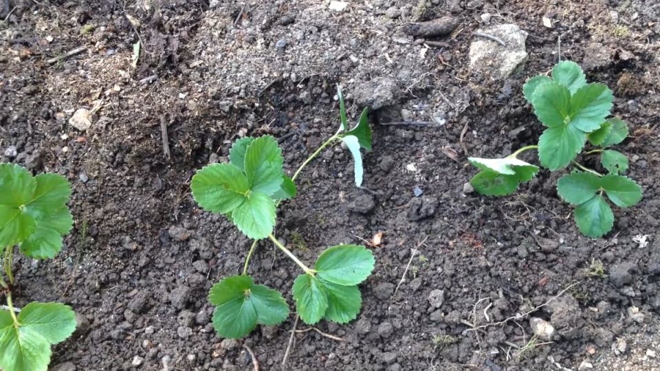 Секреты успешной посадки клубники: от выбора места до ухода