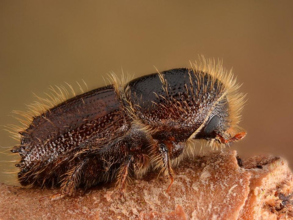 Вредители на даче: как спасти деревянный дом от короедов