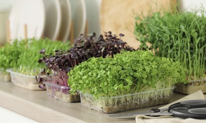 Микрозелень в ноябре: как добавить свежесть и витамины в зимнее меню