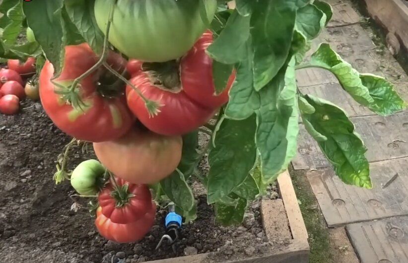 Секреты успешного урожая томатов: как добиться рекордов с сортом Космонавт Волков