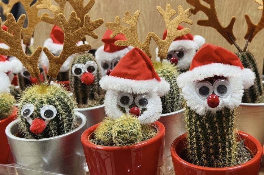 Зимний уход за кактусами и суккулентами: секреты успешного полива