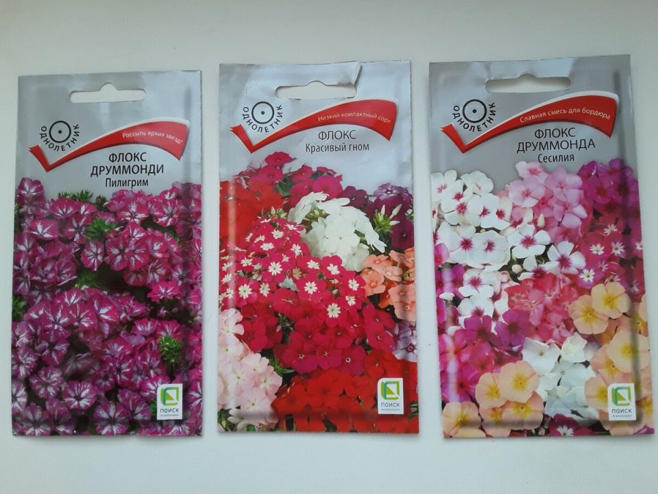 Флоксы Друммонда: Как вернуть летнее цветение в свой сад