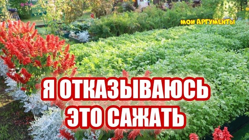 Как выбрать оптимальные культуры для вашего огорода: полезные советы и рекомендации