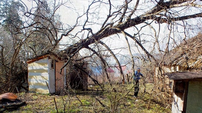 Как распознать опасные деревья: пять признаков, на которые стоит обратить внимание