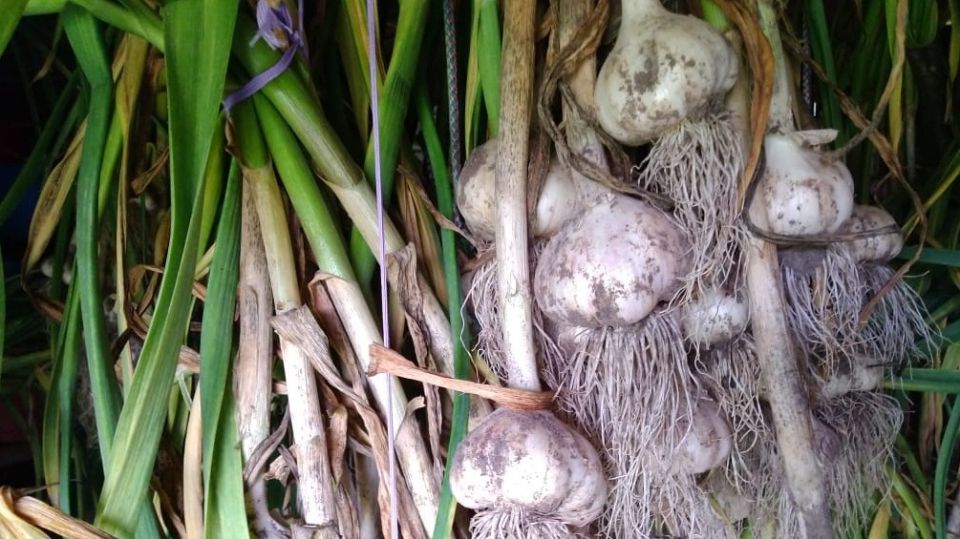 Как неожиданные ингредиенты могут изменить ваш урожай чеснока