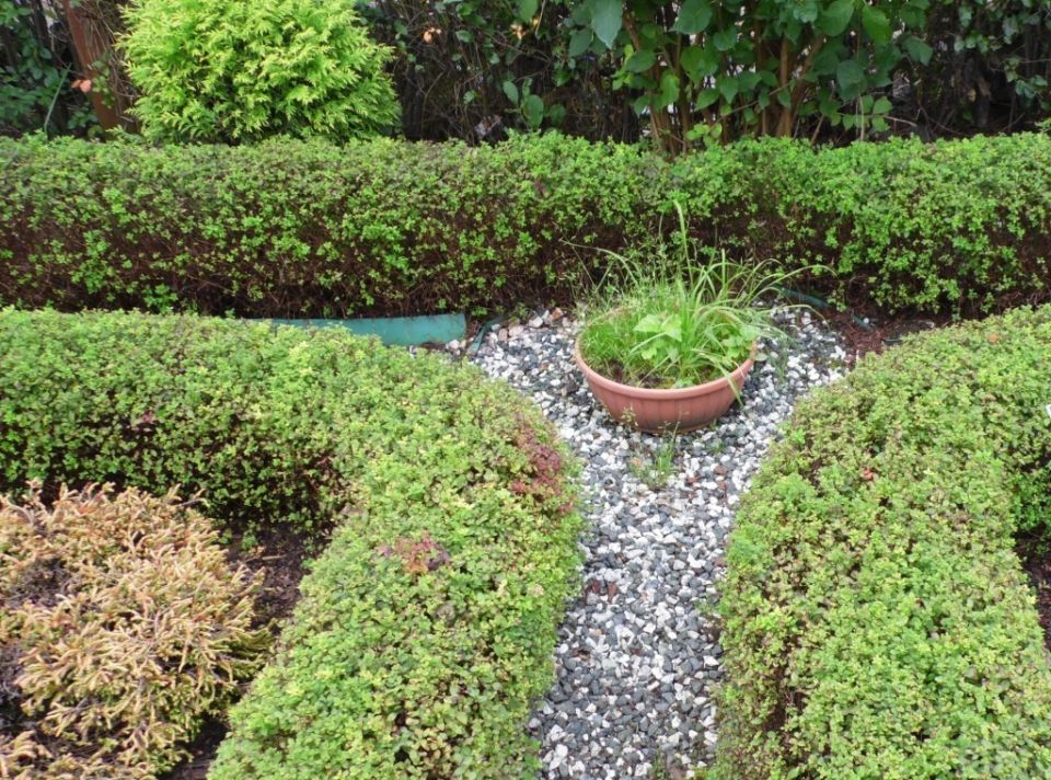 Создайте идеальную живую изгородь: 10 растений для вашего сада