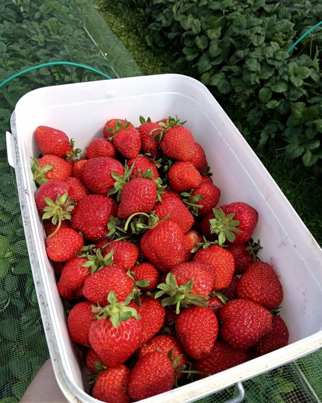 Клубника 'Зенга Зенгана': возвращение к классике садоводства