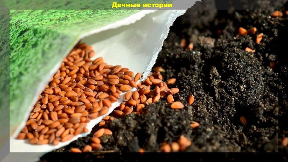 Ошибки, которых стоит избегать при подзимнем посеве: советы садоводов