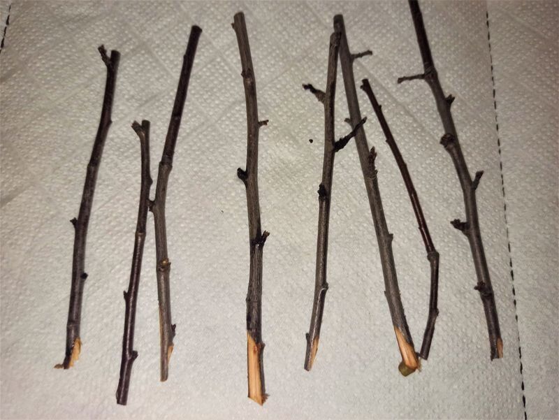 Как зимы могут стать периодом для размножения популярных растений: идеи и советы