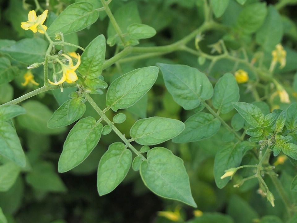 Томат смородинный: маленькое сокровище вашего огорода