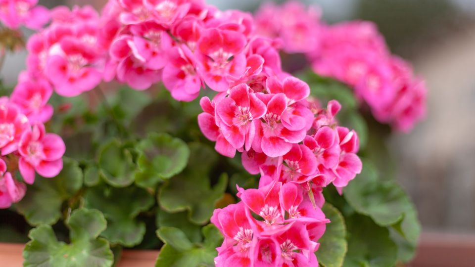 Герань зацветет пышной шапкой сразу после полива: вот что добавьте в воду