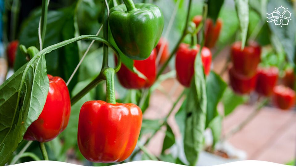 Сладкий перец на подоконнике: как вырастить уют и вкус даже зимой