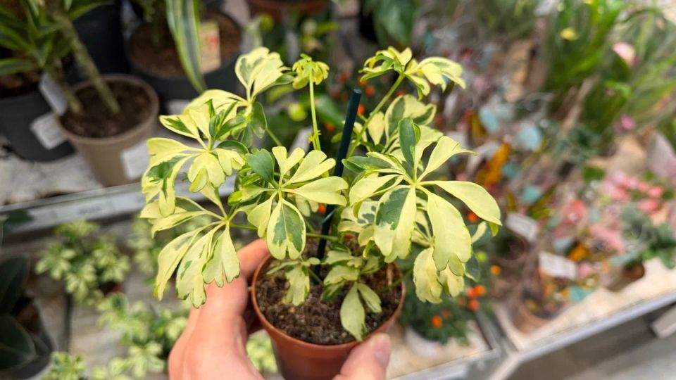 Необычные комнатные растения: 7 истеричек, требующих повышенного внимания