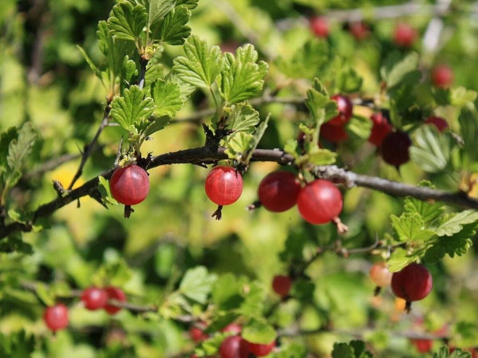 Оазис без забот: три кустарника для вашего сада