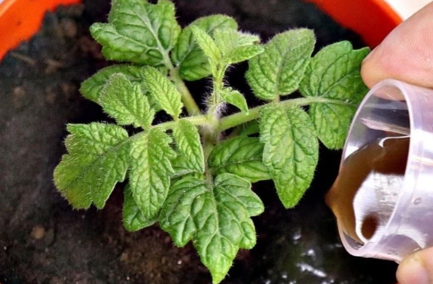 ��� ������������� ����������� ������� �������