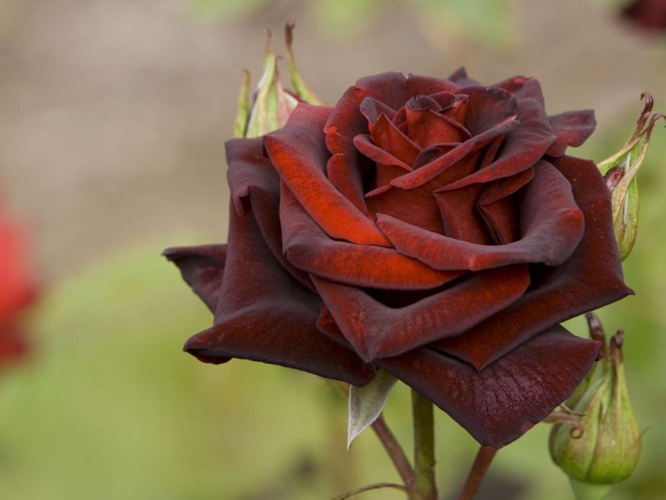 Гигантские розы: как вырастить цветущие шедевры на своем дачном участке