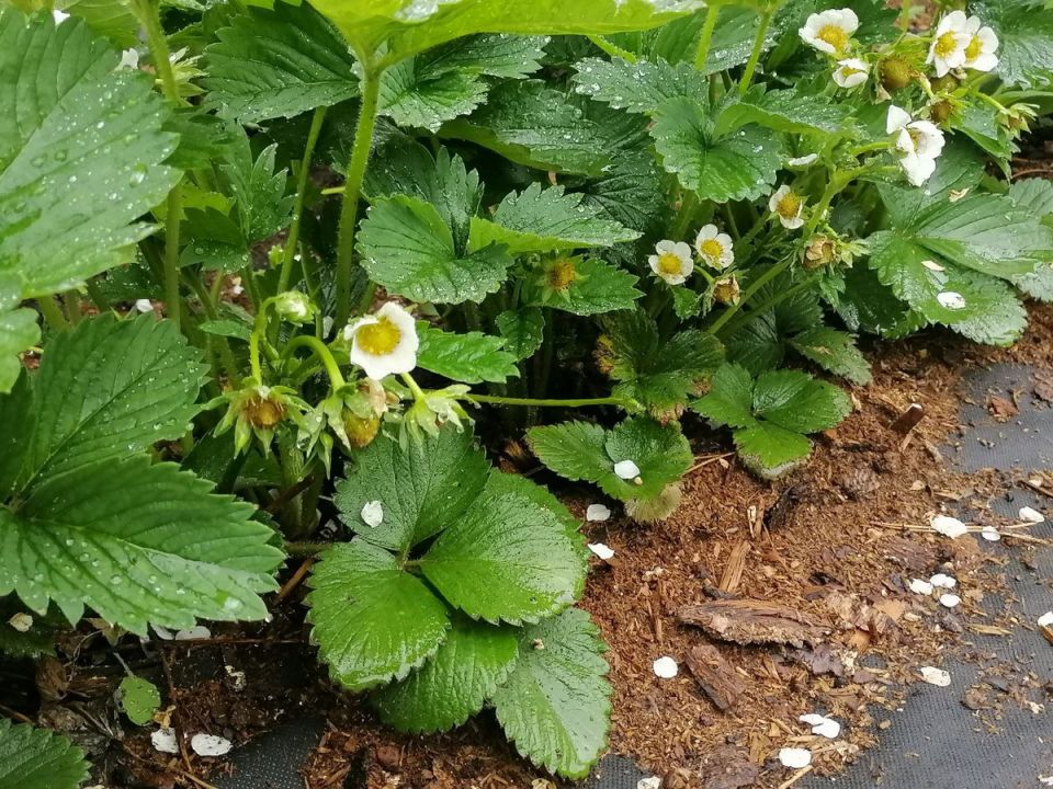 Уход за клубникой и земляникой: секреты успешного урожая