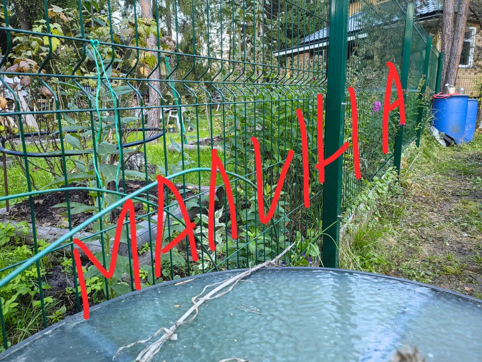 Как отличить дидимеллу от здоровой малины: советы для садоводов