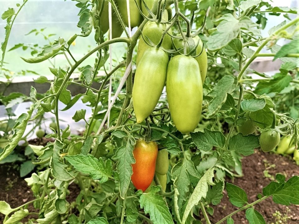 ������ ��� �������: ��� ��������� ��������� ����� ��������� ������ � ����