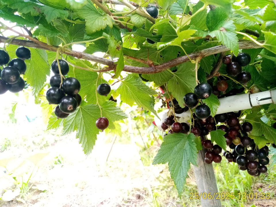 Выращивание черной смородины: секреты сладких ягод