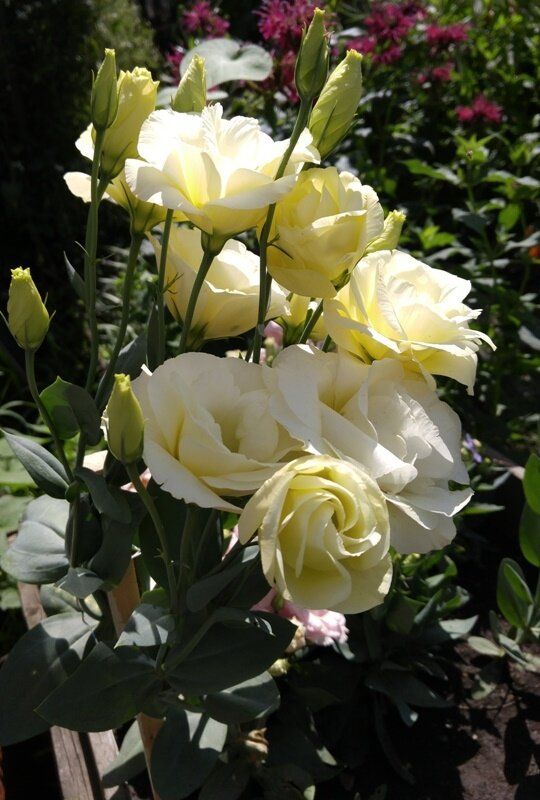 ������ ����� � ������: ��� ������� ��� �������