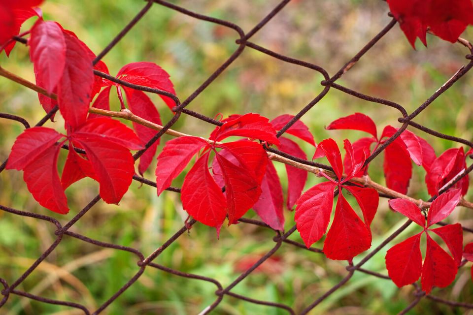Как преобразить забор из сетки: креативные идеи для вашего участка