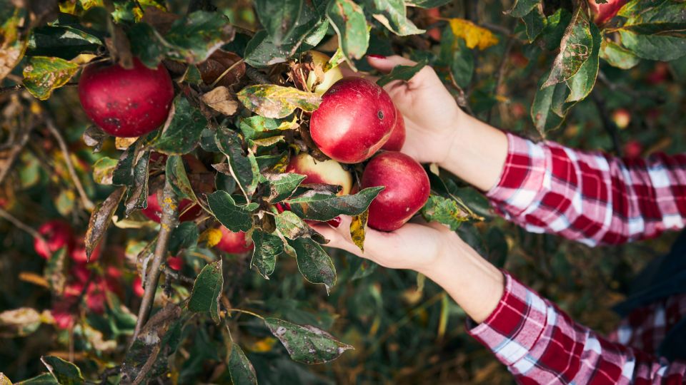 ������ ��������� ��� ��������� �� ���� ����������: ����� �������� �� �����