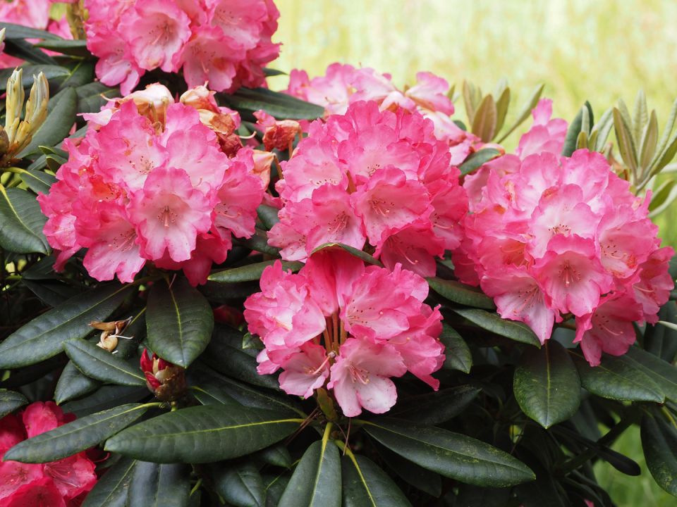 ��� ���������� ������������ ��������� ������ ��������: ������� �������� ���������