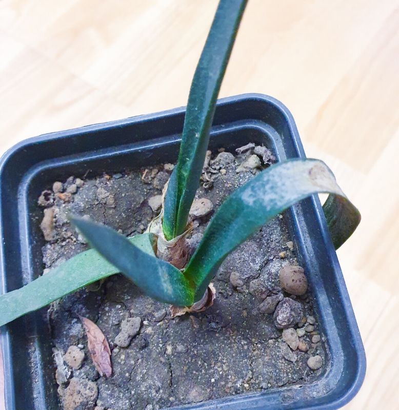 ��� ���������� � �������� ��������: ������ ��� ��������� ��������