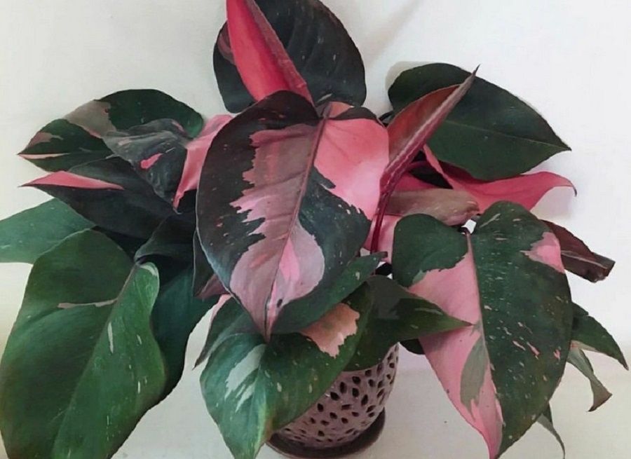 ��������� ��������� ��������, ������� ����� ����� � ������ ����