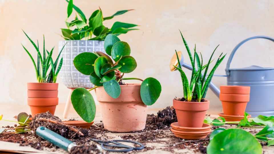 ������ ��������� ���� �� �����: � ���� ��������� ��������� ���� �������