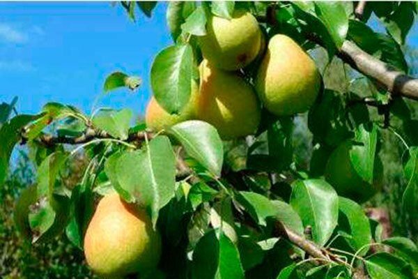 ����� ����� ������: ������� ��������� ����������� � �������������� �����