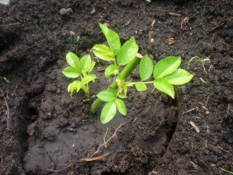 ������� ��������� ������������ ���: ��� ��������� �������� ����� ����