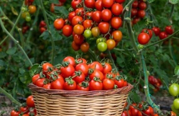 �������� ��������: ������ ���������� ��� ������?