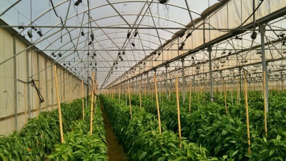 ��� ����� ���������� � �������