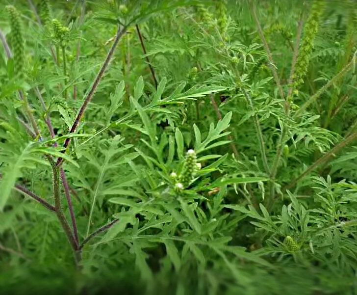 �������� ��������������: ������� �������� ��� ������� ����